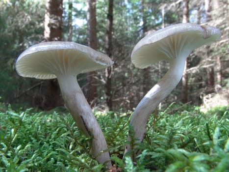 Schnecklinge