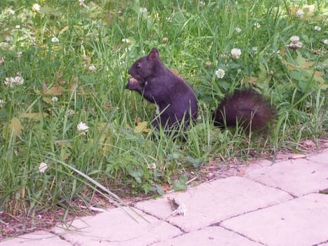 Squirrels in the park