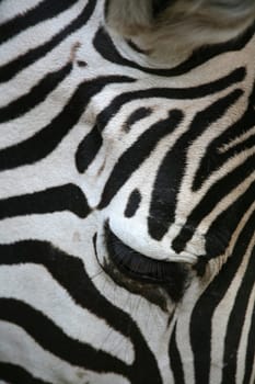 Grant's zebra (Equus burchelli granti)
