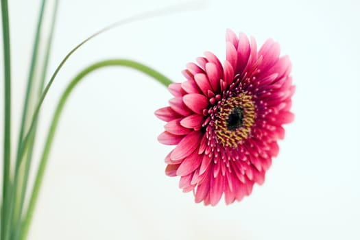 Gerbera Flower - Pink