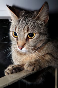 Runaway cat in the hallway