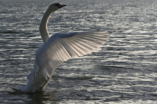 Silver Wings