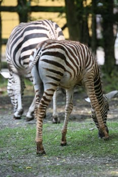 Grant's zebras (Equus burchelli granti)