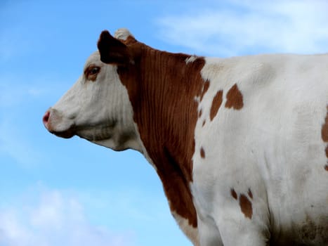 CATTLE