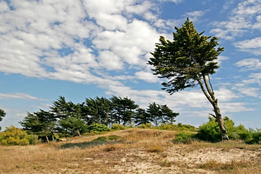 Larmor-Plage,landscape with tree