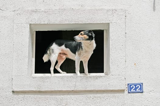 Port-Louis,Dog at the Window