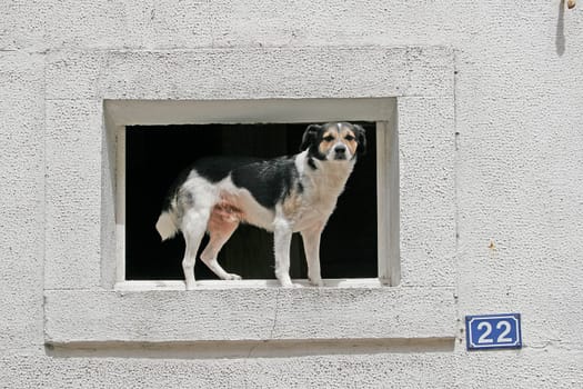 Port-Louis,Dog at the Window