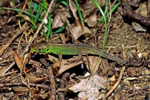 Emerald lizard,Lacerta virides (juvenile),Green Lizard