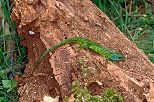 Emerald lizard,Lacerta virides,Green lizard