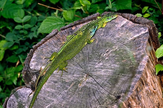 Emerald lizard,Lacerta virides,Green lizard