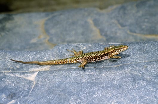 Mauereidechse, Podarcis muralis