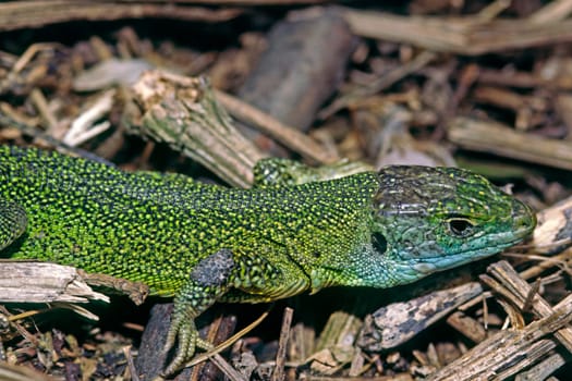Emerald lizard,Lacerta virides,Green lizard
