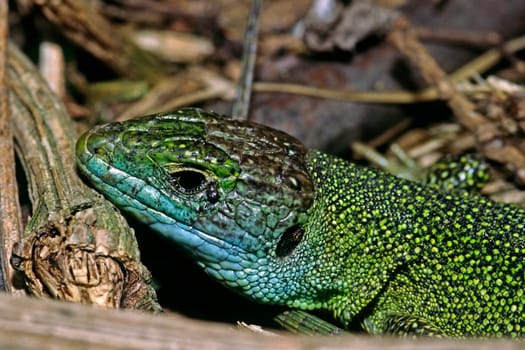 Emerald lizard,Lacerta virides,Green lizard