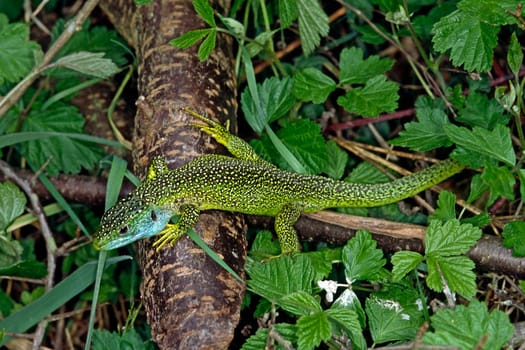 Emerald lizard,Lacerta virides,Green lizard