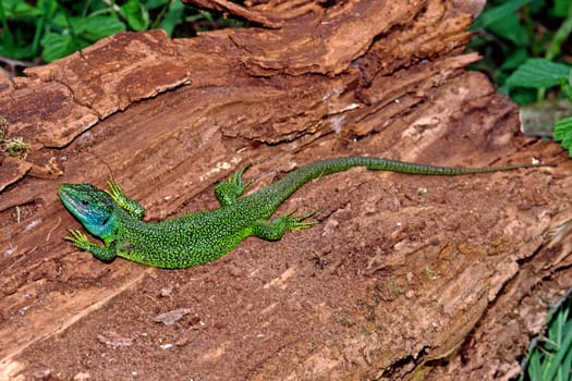 Emerald lizard,Lacerta virides,Green lizard