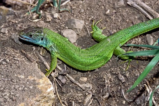 Emerald lizard,Lacerta virides