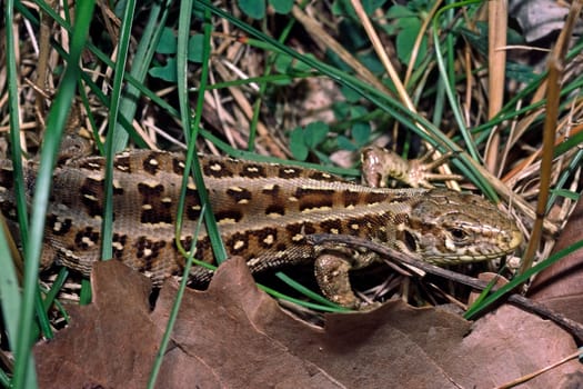Sand lizard,Lacerta agilis (female),sand lizard