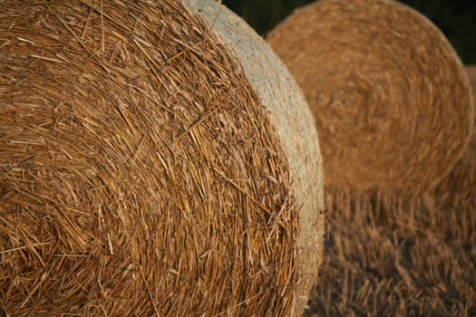 Bales on a stubble field
