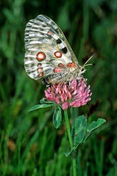 Parnassius apollo,Apollo,Apollo butterfly