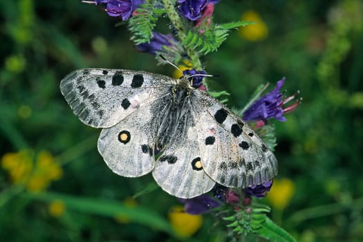 Parnassius apollo,Apollo,Apollo butterfly