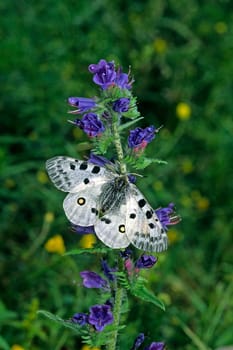 Apollo butterfly visiting flowers on the viper's head