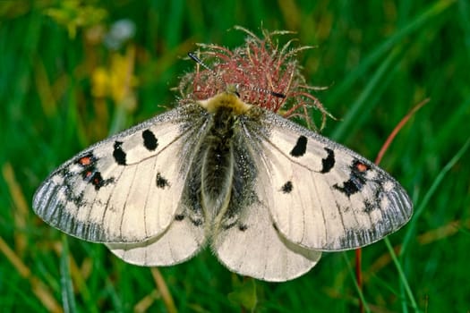 Parnassius phoebus,Alpine Apollo
