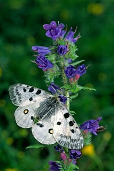 Apollo on viper's bug,Echium vulgare