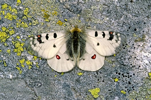 Parnassius phoebus,Alpine Apollo