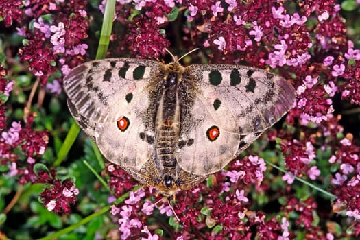 Parnassius apollo,Apollo,Apollo butterfly on thyme