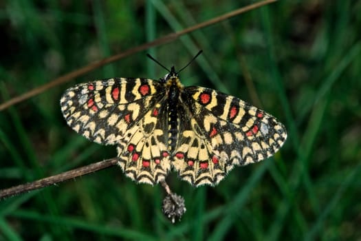 Zerynthia rumina,Spanish Easter moth