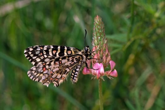 Zerynthia rumina, Spanischer Osterluzeifalter