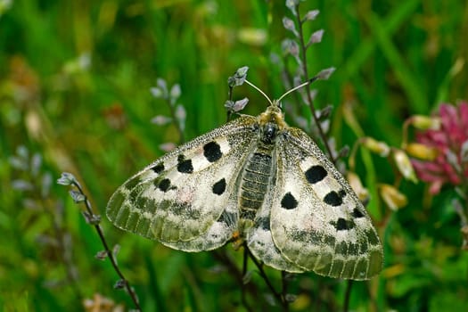 Parnassius apollo,Apollo,Apollo butterfly