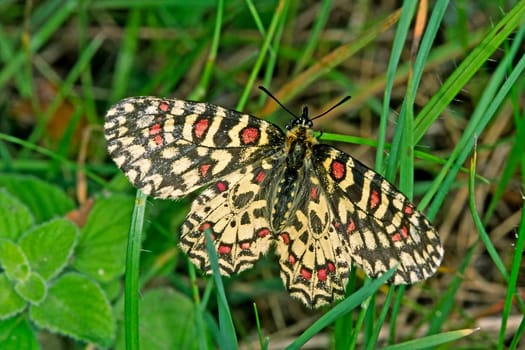 Zerynthia rumina,Spanish Easter moth