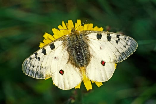Parnassius phoebus,Alpine Apollo
