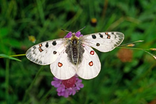 Parnassius phoebus,Alpine Apollo