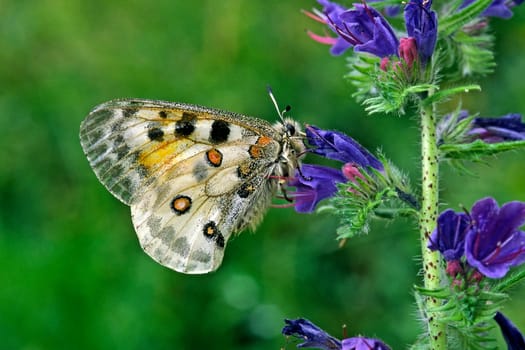 Apollo butterfly on the common viper's head