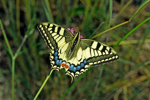 Papilio machaon,swallowtail