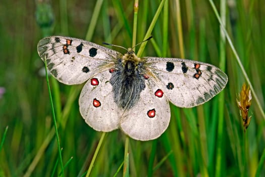 Parnassius phoebus,Alpine Apollo