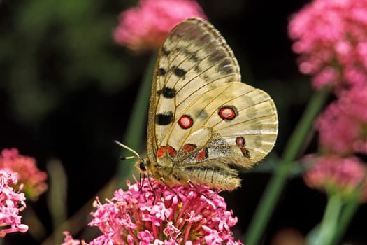 Apollo butterfly on red spur flower