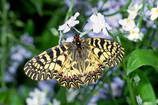Zerynthia polyxena,Easter lucid butterfly