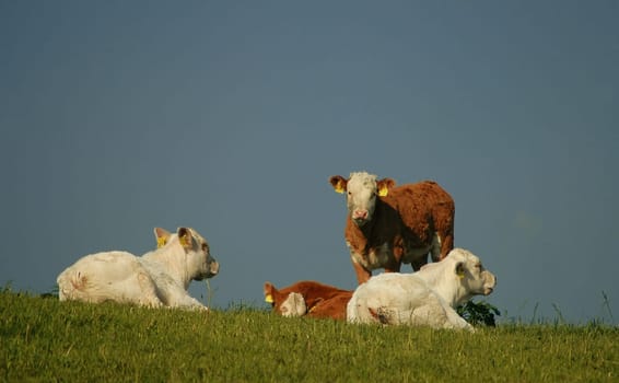 So our calves are quite balanced compared to Pete's....!:-)