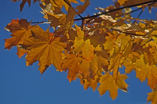 Leaves in the light