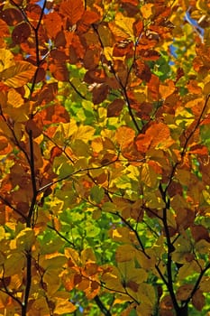 Autumn,Leaves,Deciduous Tree