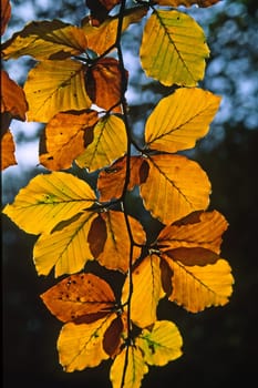 Autumn,deciduous leaves