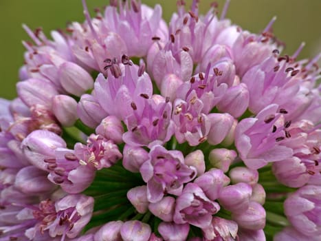 Allium nutans,nodding leek