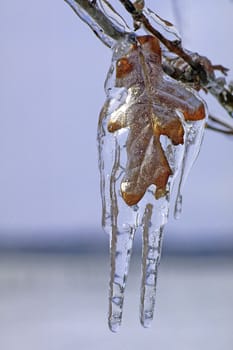 Oak leaf in ice,winter