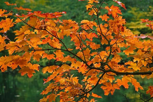Autumn,Leaves,Tree,Pond,Schloss-Escheberg