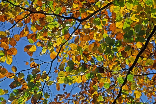 Autumn,Escheberg,Leaves