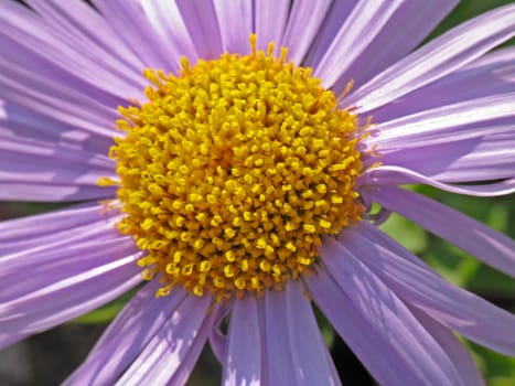 Aster alpinus,Alpine aster