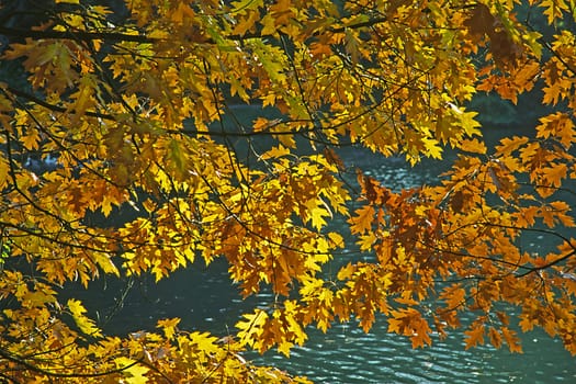 Red oak in autumn,leaves,GMH-KP